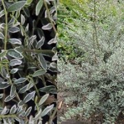 Lonicera nitida Silver Beauty / Fehér tarka levelű mirtuszlonc